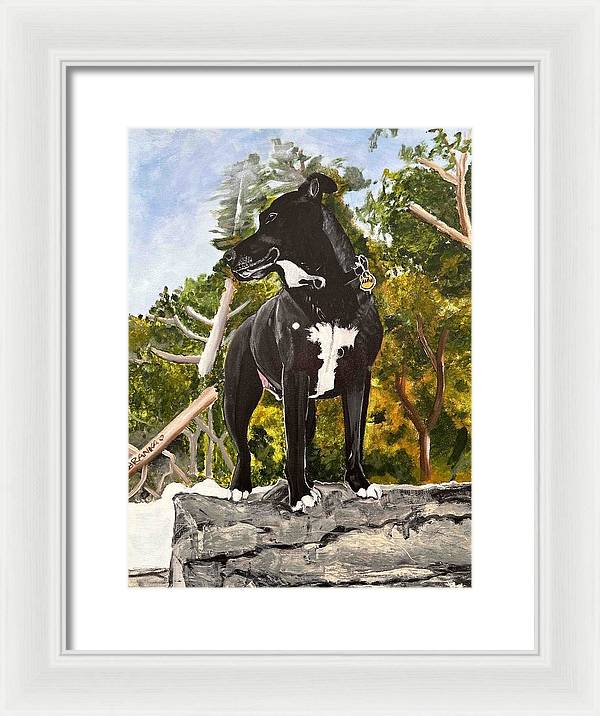 Alfie - Framed Print