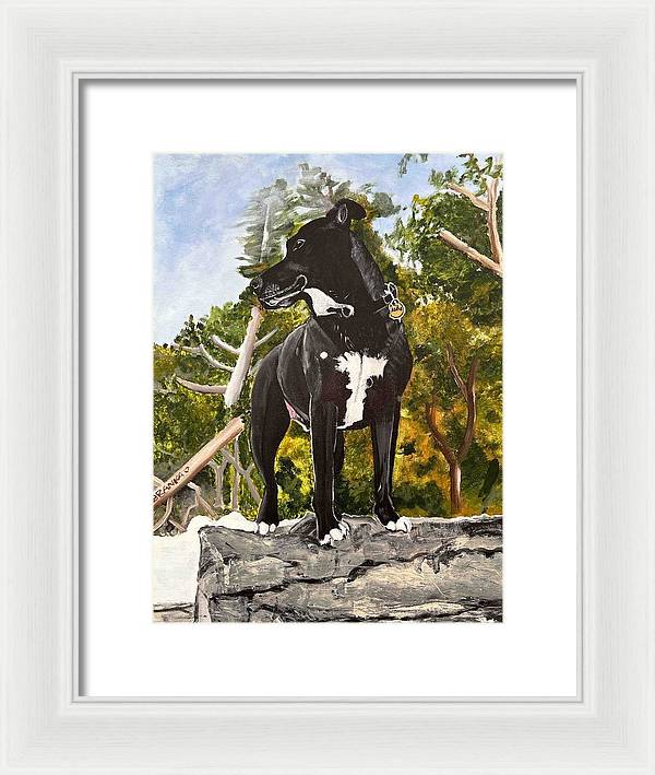 Alfie - Framed Print