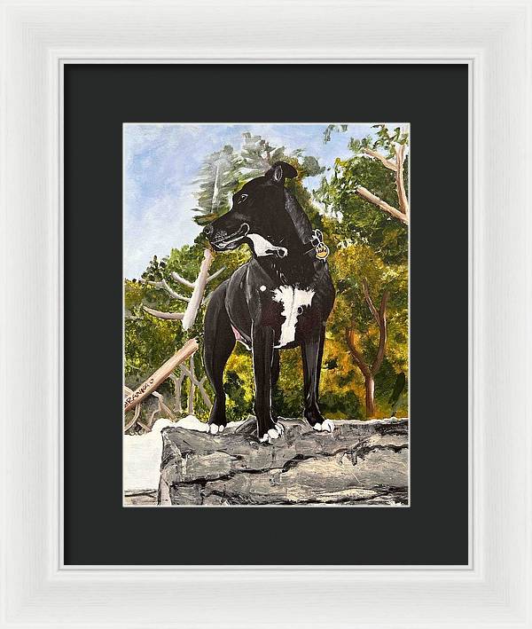 Alfie - Framed Print