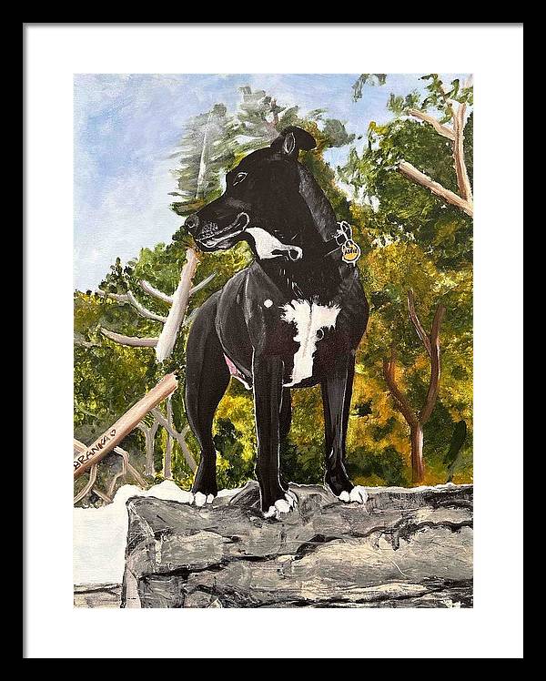 Alfie - Framed Print