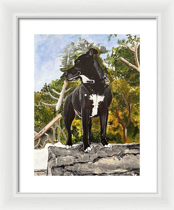 Alfie - Framed Print