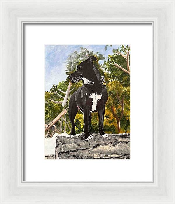 Alfie - Framed Print