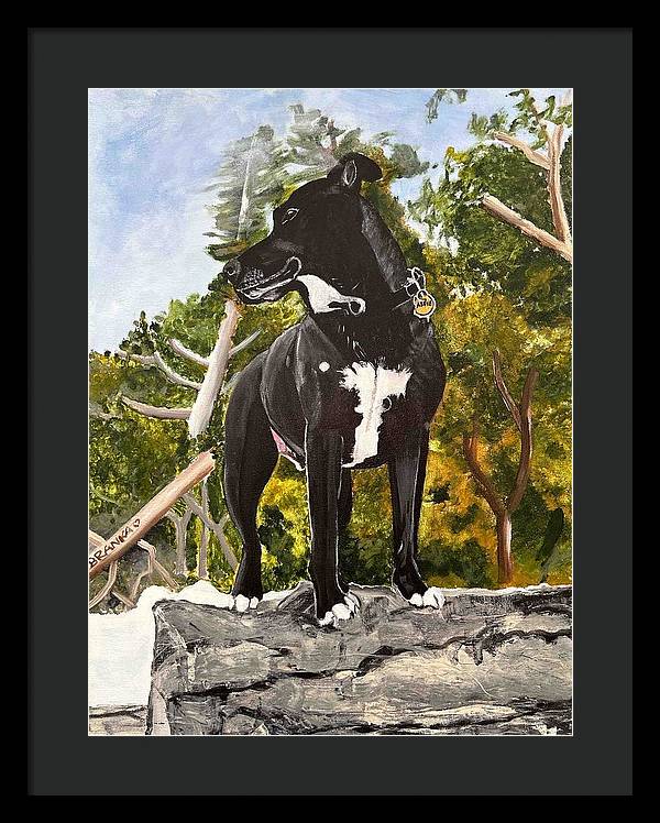 Alfie - Framed Print