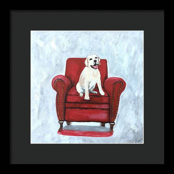 Yellow lab on chair - Framed Print