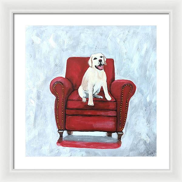 Yellow lab on chair - Framed Print