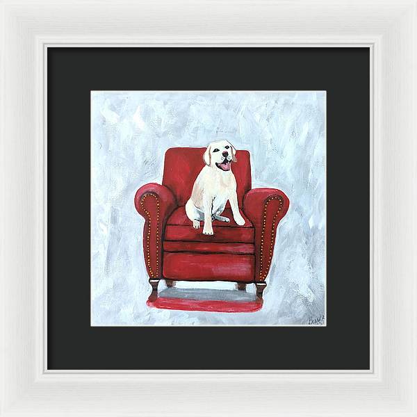 Yellow lab on chair - Framed Print