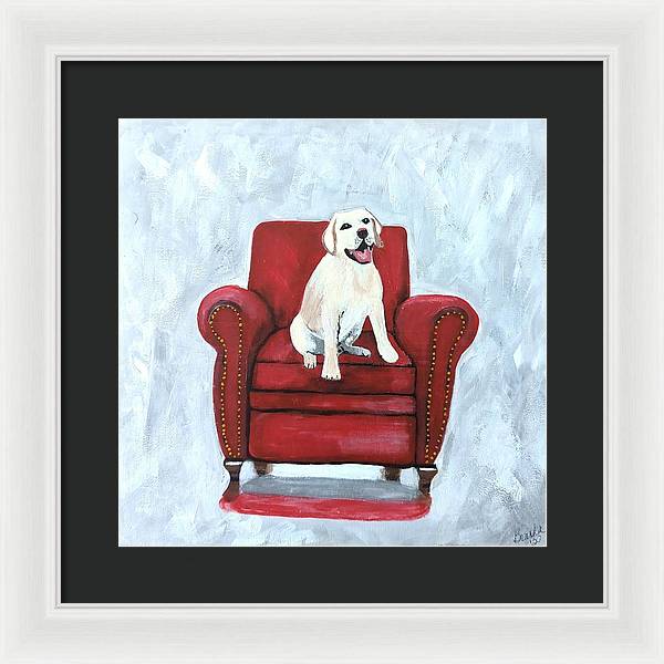 Yellow lab on chair - Framed Print